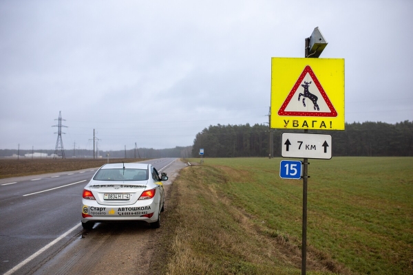 От испуга до «уголовки». Разбираемся, накажут ли водителя, если он сбил животное в зоне действия особого знака