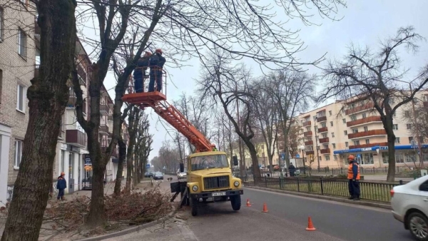 В Бресте проводят плановую обрезку деревьев для их роста, развития и поддержания формы кроны