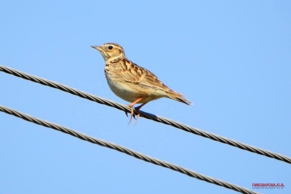 Юла и овсянка — смотрите, какие красивые птицы обитают в лесах Кобринского района
