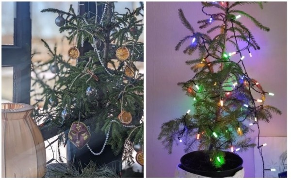 У некоторых белорусов до сих пор стоит новогодняя елка