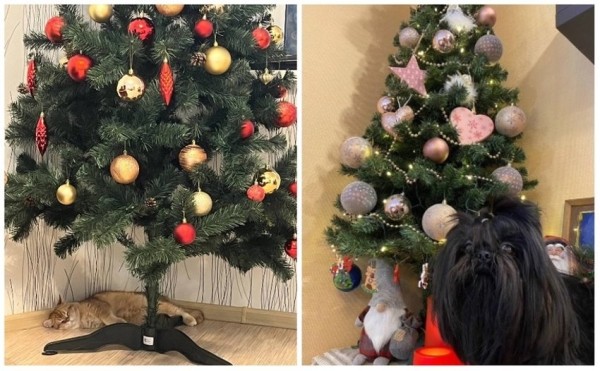 У некоторых белорусов до сих пор стоит новогодняя елка