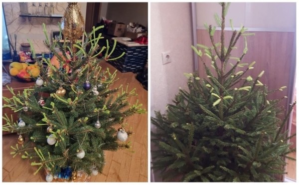 У некоторых белорусов до сих пор стоит новогодняя елка