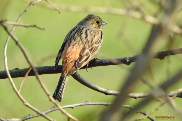 Юла и овсянка — смотрите, какие красивые птицы обитают в лесах Кобринского района