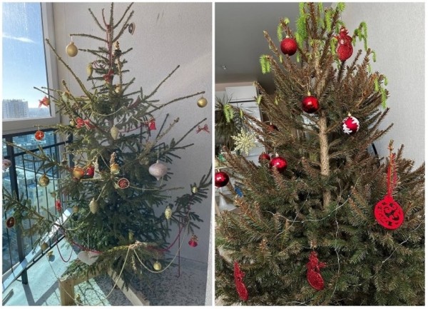 У некоторых белорусов до сих пор стоит новогодняя елка