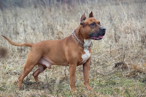 В Беларуси стаффордширский терьер загрыз хозяина. Картина шокировала даже опытных следователей