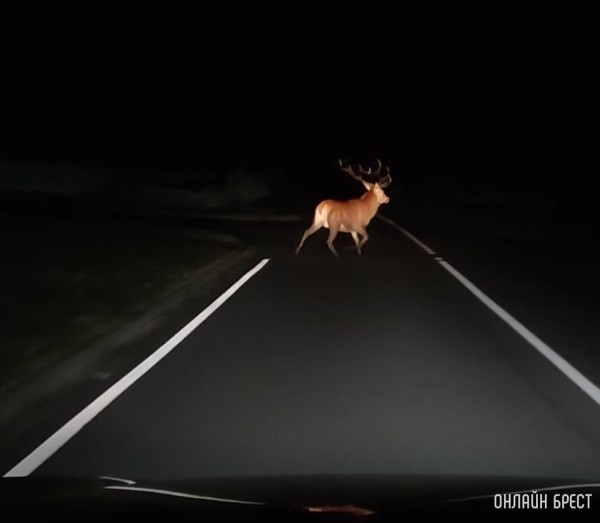 На дорогах Беларуси за четыре месяца в ДТП погибло более 960 животных