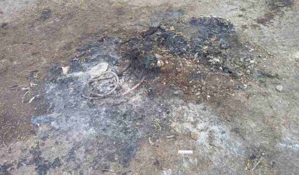 В Пружанском районе в огне погибли телята