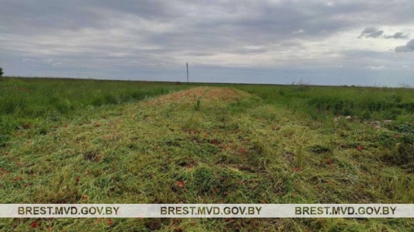 В Каменецком районе уничтожен мак