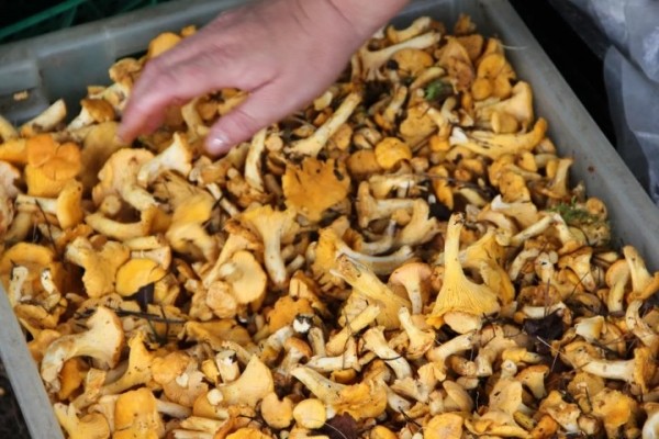 Среди самых дорогих позиций - чеснок, лисички, брусника. Что почем закупает Белкоопсоюз у огородников