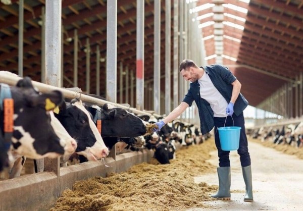 Сколько белорусов работает в сельском хозяйстве и какие у них зарплаты