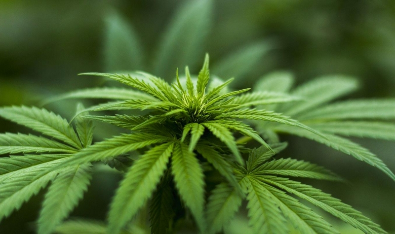 
												Житель Барановичей устроил дома плантацию запрещенных растений
											