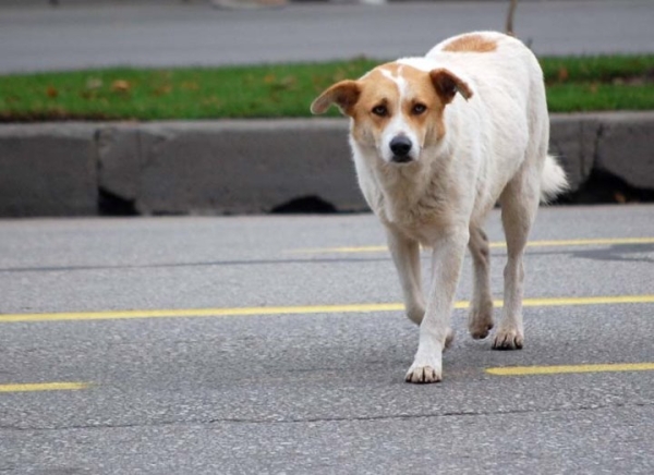 Кто ответит, если собаку сбила машина?