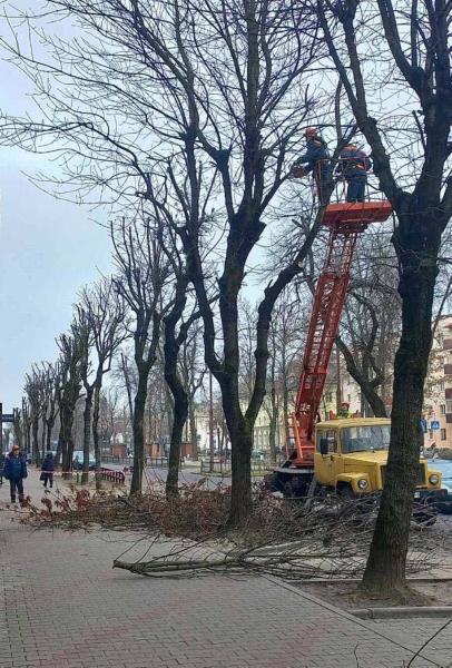 В Бресте проводят плановую обрезку деревьев для их роста, развития и поддержания формы кроны