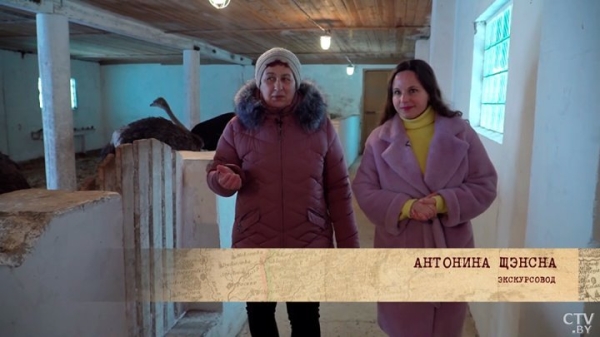 Африканские страусы нашли райское место на Брестчине. Как разводят экзотических птиц