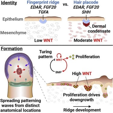 Ученые выяснили, как формируются уникальные отпечатки наших пальцев