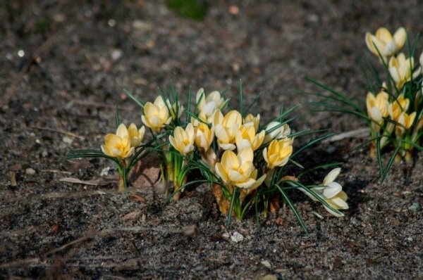 За срыв каких весенних цветов накажут белорусов, рассказали в Минприроды