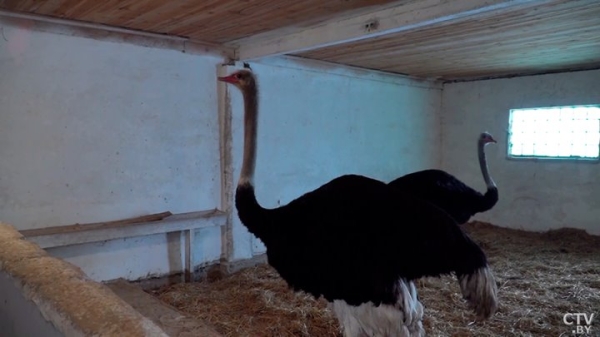 Африканские страусы нашли райское место на Брестчине. Как разводят экзотических птиц