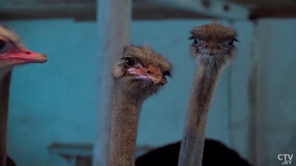 Африканские страусы нашли райское место на Брестчине. Как разводят экзотических птиц