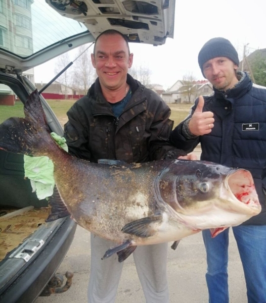 Белорус поймал 30-килограммового толстолобика