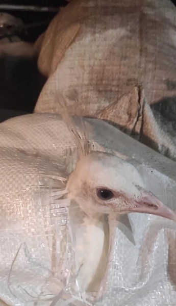 Белорус вез из России в багажнике живых павлинов. На границе возникли проблемы